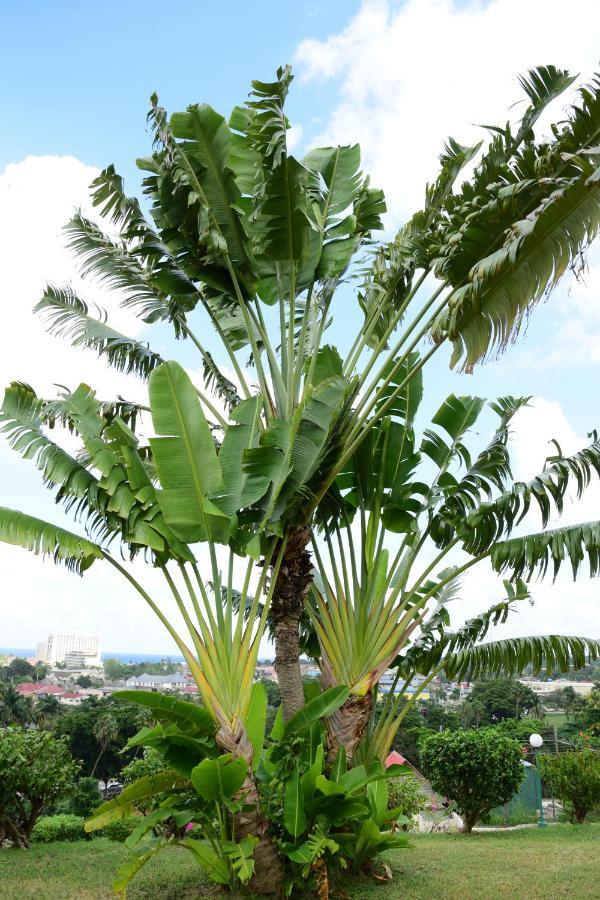 River Side Apt 9 @ Mystic Ridge. Ocho Rios Esterno foto